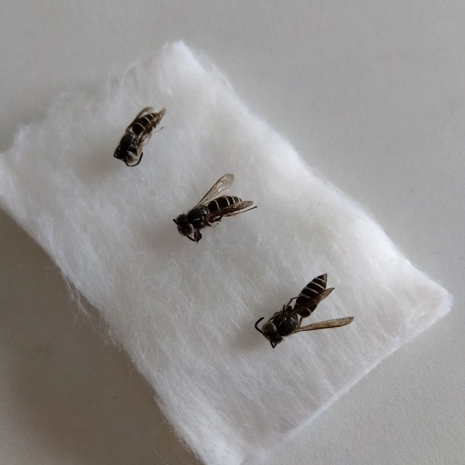 珍しい クロスズメバチ 3匹 とても小さな スズメバチ の一種