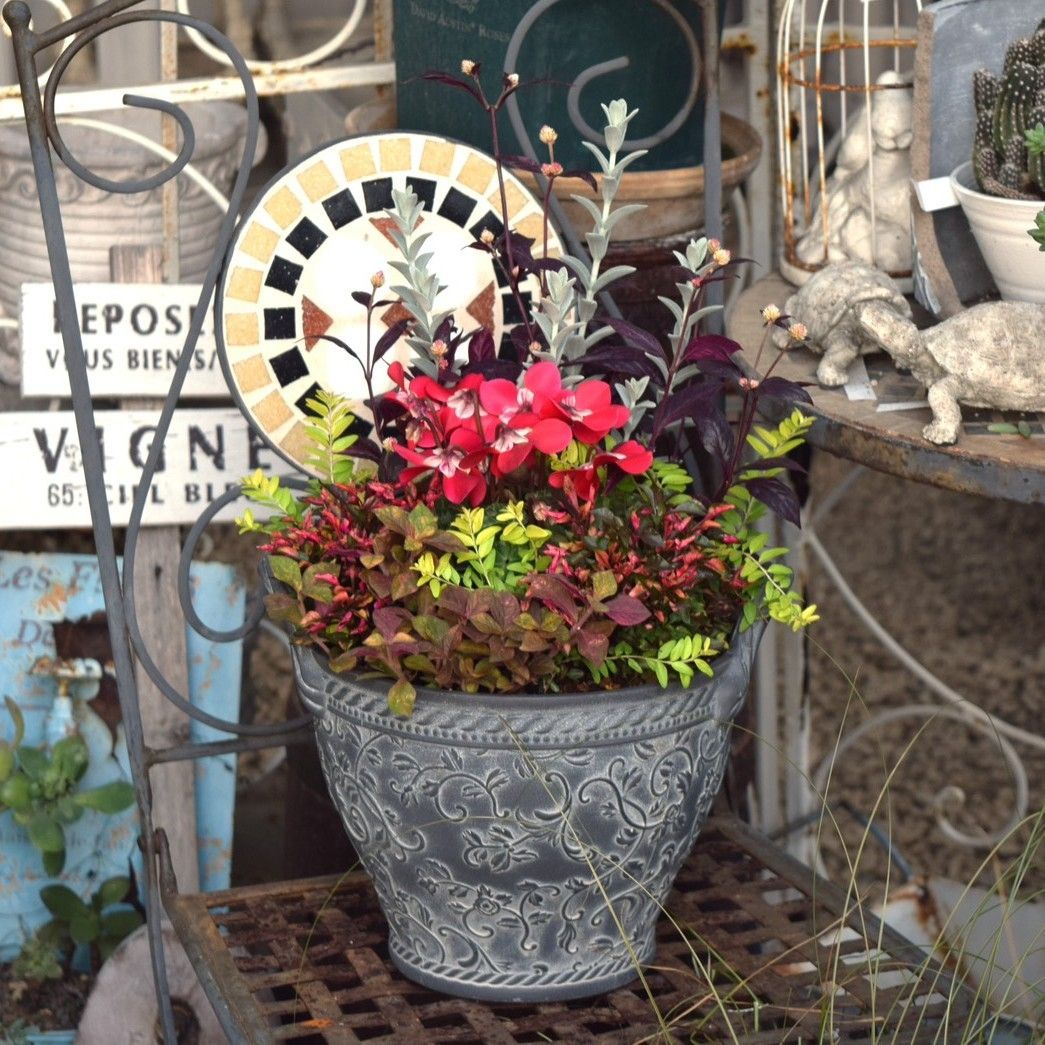 長生蘭・セッコク「大株花物５鉢」 錦鉢に植えたセッコクの花物 | 和歌蘭さんぺいの独り言