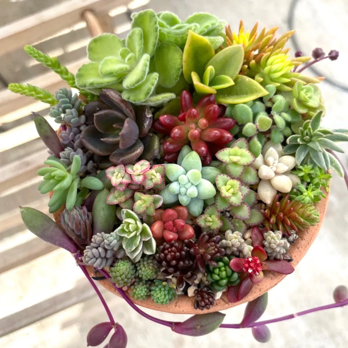 多肉植物カット苗♡寄せ植えなどに！！ハンドメイド ...