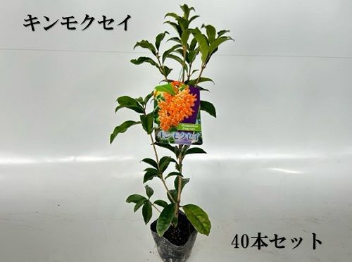 40本セット キンモクセイ樹高0.25m前後10.5cmポット