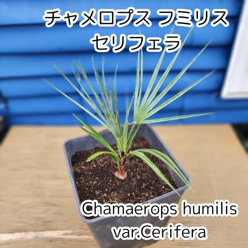 3ヶ月ぶり更新‼️】【お値段据置き‼️】【鉢ごと発送】 チャメロプス