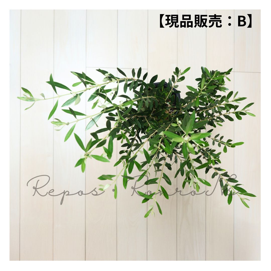 オリーブ アルベキーナ 現品販売 B 7号 品種 アルベキナ 常緑樹 STEELWINDOWSANDDOORS_COM