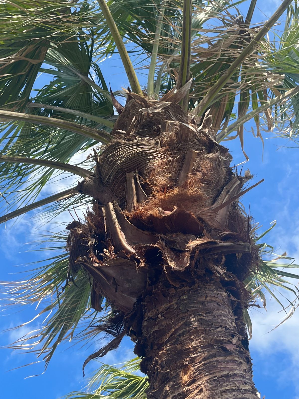 ビロウヤシ No.13 - メルカリ