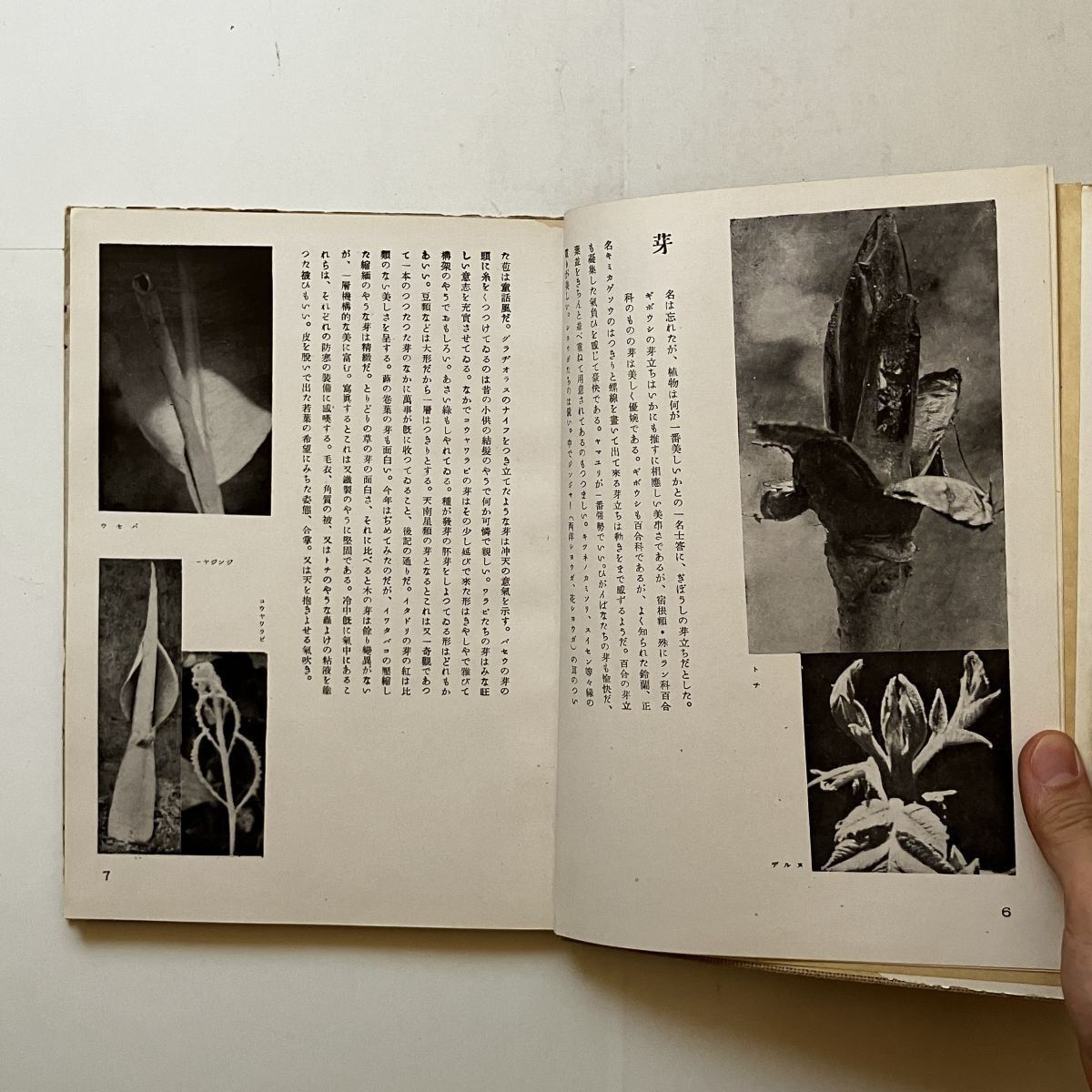 博物志　初版　恩地孝四郎 恩地孝四郎貴重書「博物志 : 寫眞・随筆」玄光社 1942年 141p 12いyn