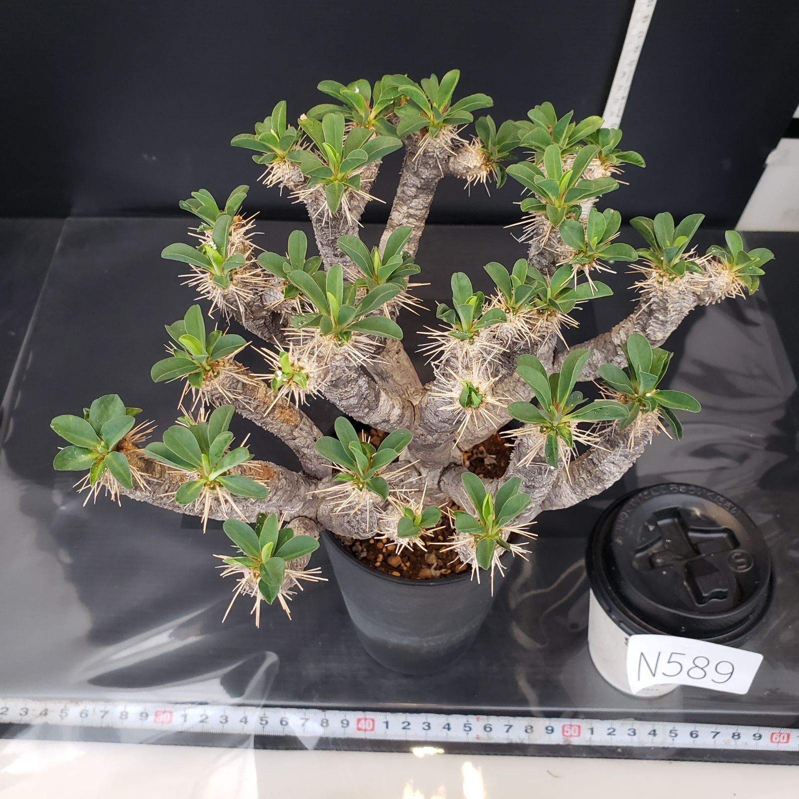 ユーフォルビア ギラウミニアナ発根済み 現在株 コーデックス 51【現地