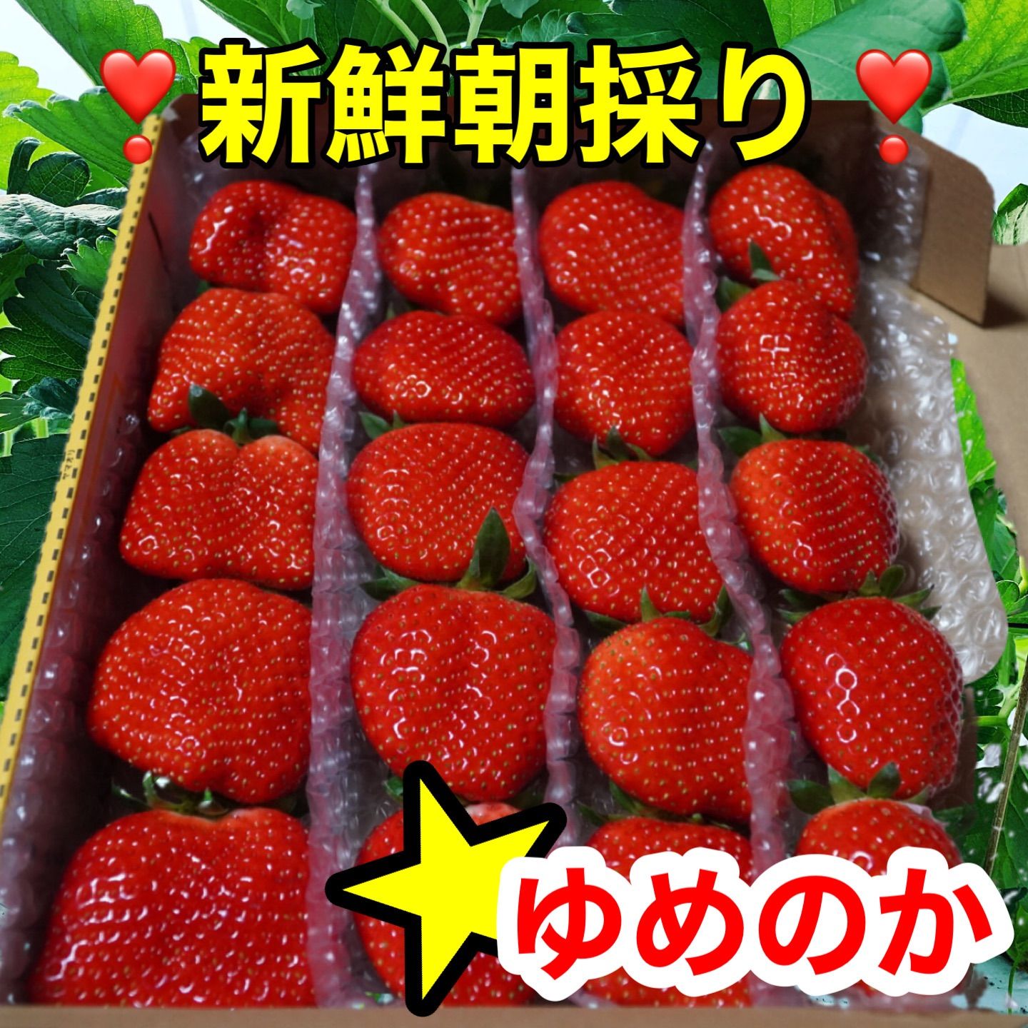 【ゆめのか】大粒！新鮮朝採りいちご