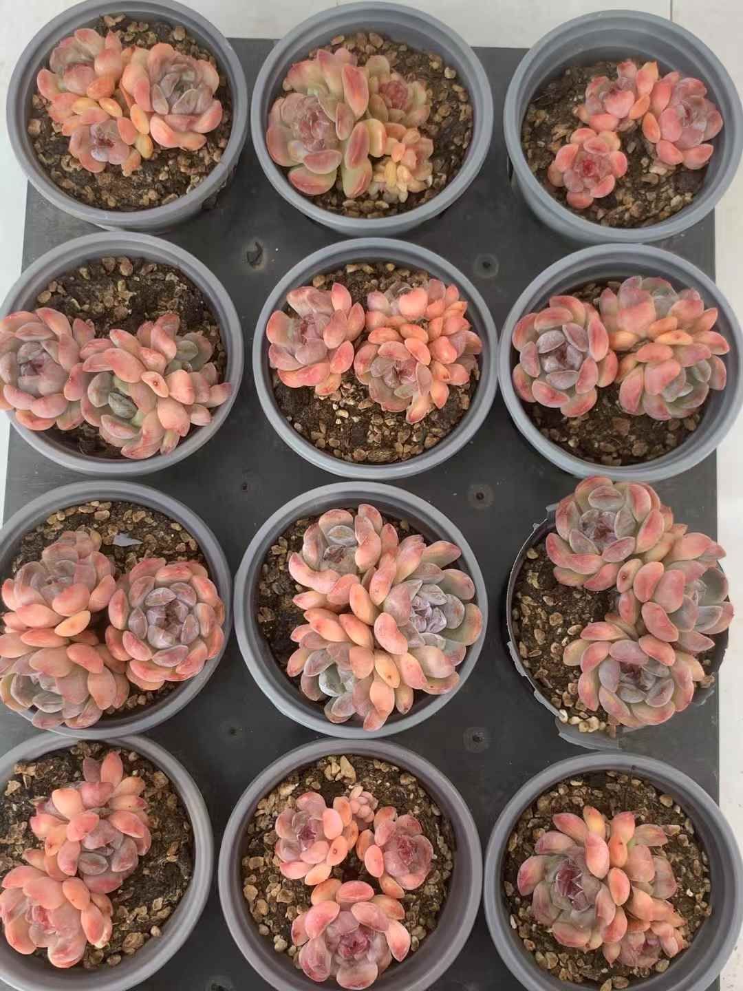 35株の抜き苗セット