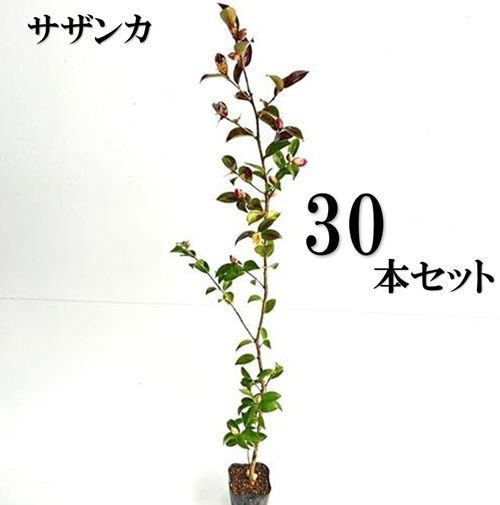30本セット サザンカ樹高0.8m前後10.5cmポット