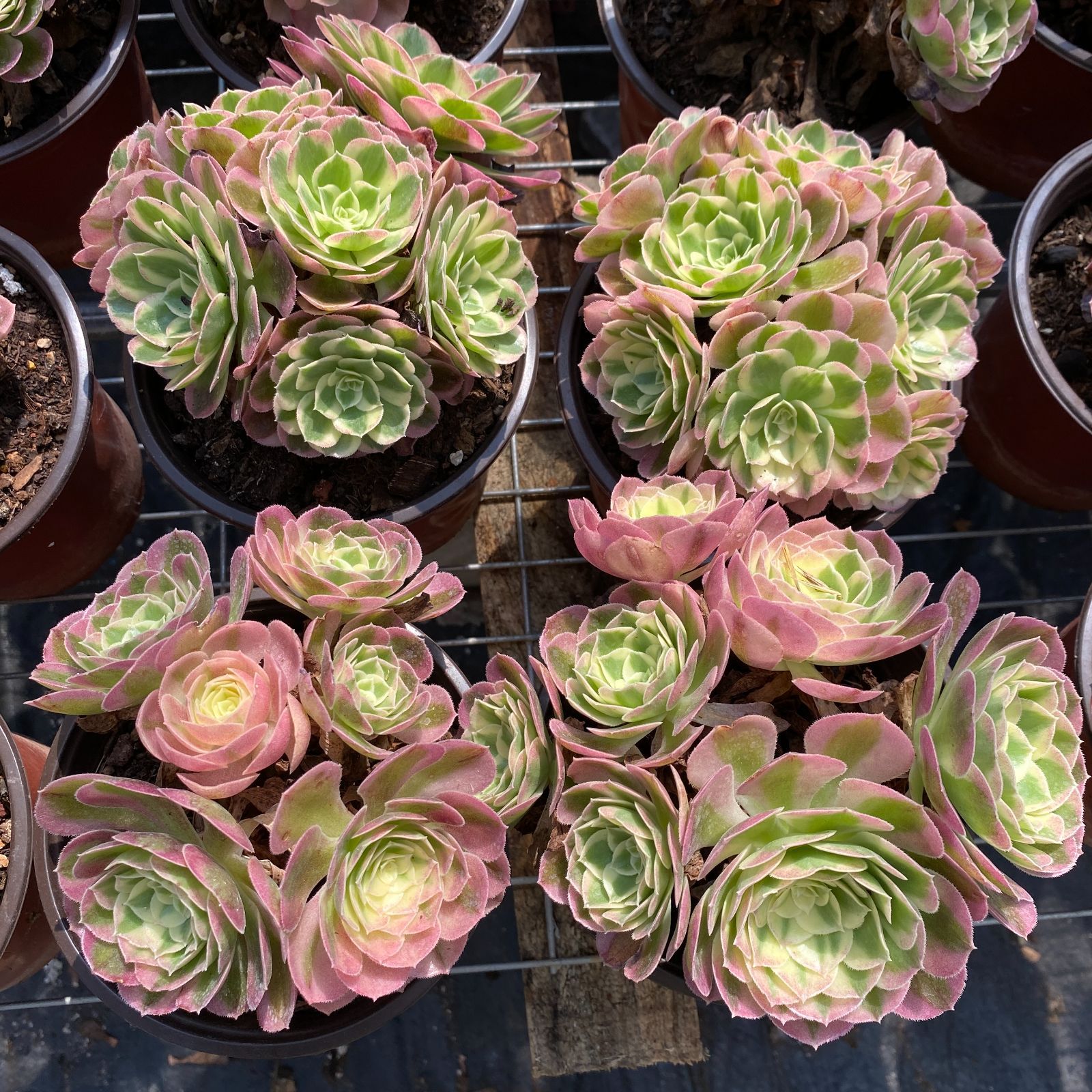 a*s様 B1505-4×15苗 ギョクシキキン アエオニウム 抜き苗 多肉植物 新入荷 ギョクシキン アエオニウム ZM1505×15鉢 抜き苗 多肉植物