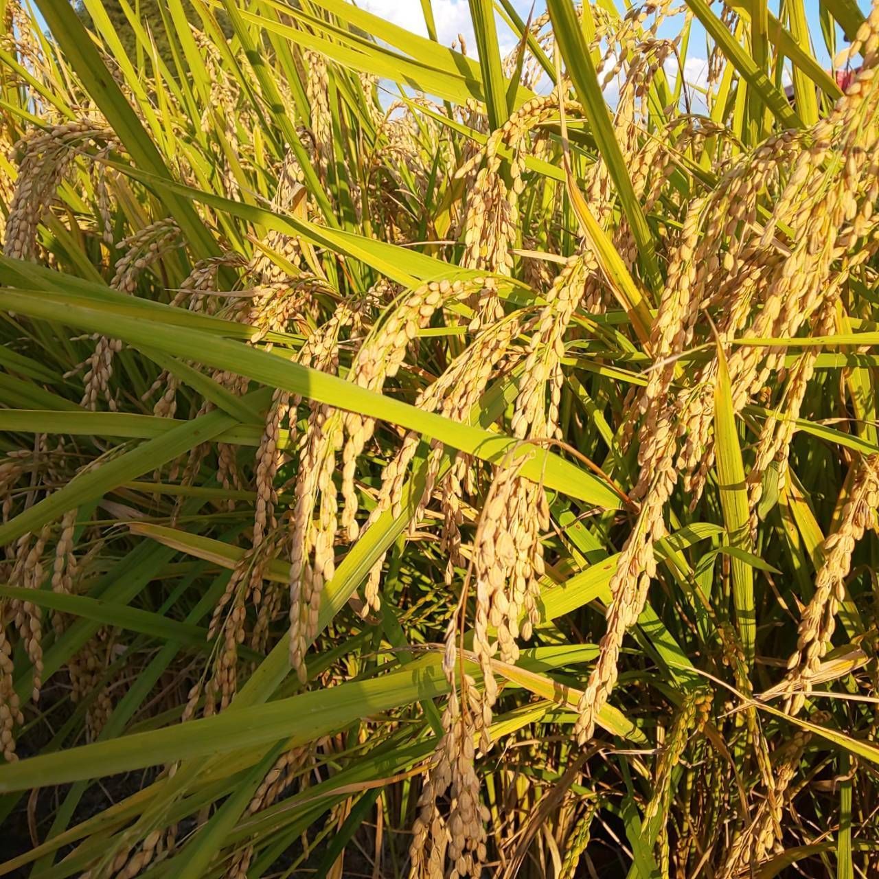 自然栽培 農薬不使用 化学肥料不使用 除草剤不使用 ひのひかり 大粒