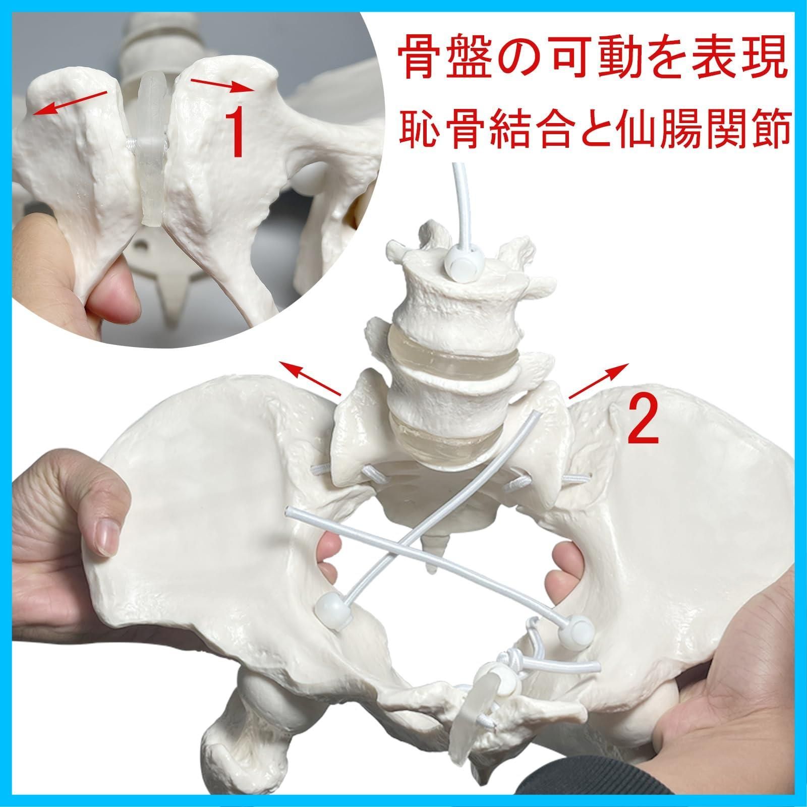 迅速発送】timiland 骨盤模型 人体模型 骨模型 可動骨格モデル