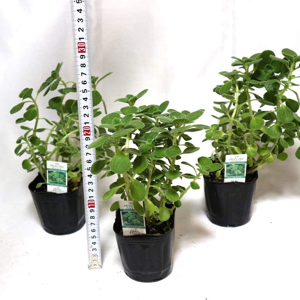 品種で選べるハーブ苗 ハーブ苗9cmポット|3個セット