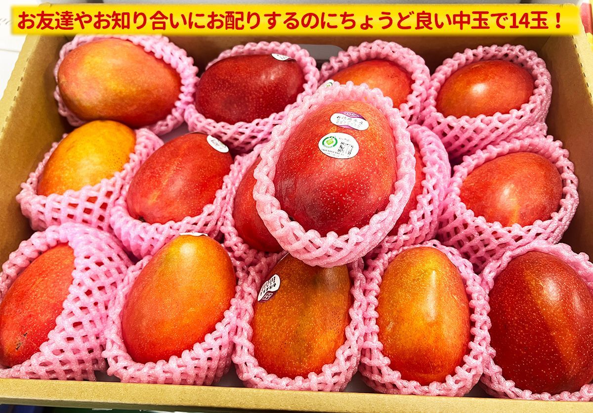 台湾産マンゴー 大玉14玉入 5kg/箱 食品 ＜予約6月中下旬＞台湾産完熟マンゴー 約5kg 箱＜14玉＞ 中玉