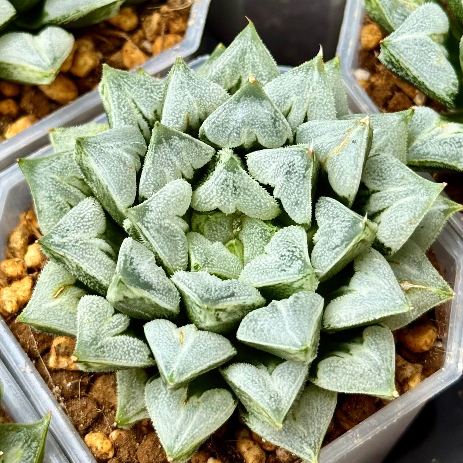 ハオルチア ラブハート錦 超極上斑 Amazon｜多肉植物 ハオルチア ラブ