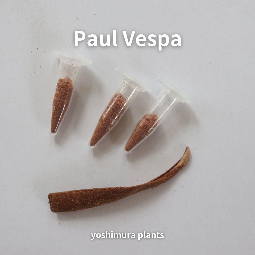 葉] Paul Vespa 1.0ml相当採取可 - メルカリ