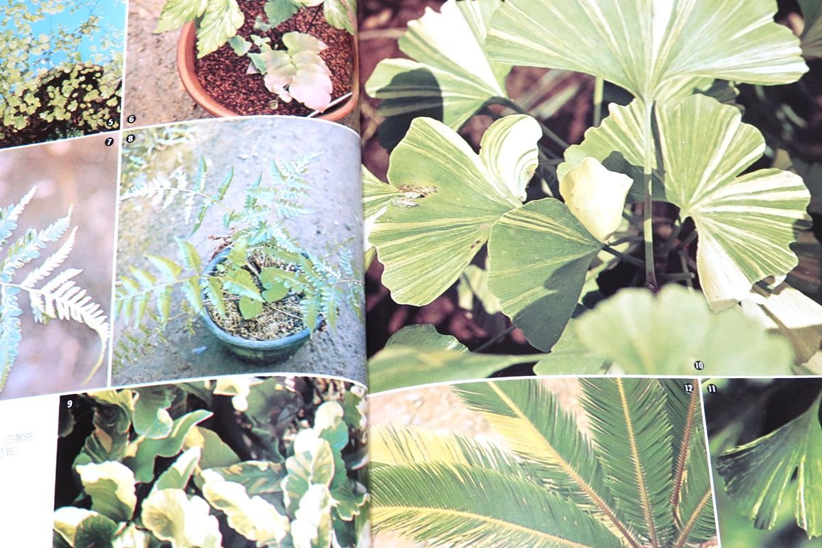 原色斑入り植物写真集・現代草木錦葉集・Variegated plants/現代