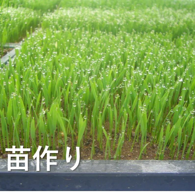 【広島県産】 げんき米い~ね!ヒノヒカリ30kg(精米後27kg)