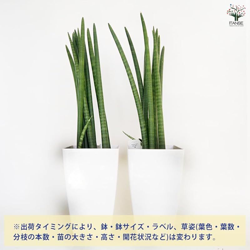 学名 Sansevieria