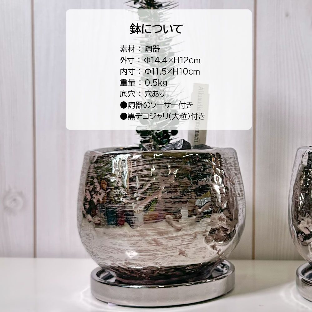 アローディア モンタグナッキー 陶器鉢 お皿付き 1/9(金)配送再開】観葉植物 希少品種 アローディア モンタグナッキー 5