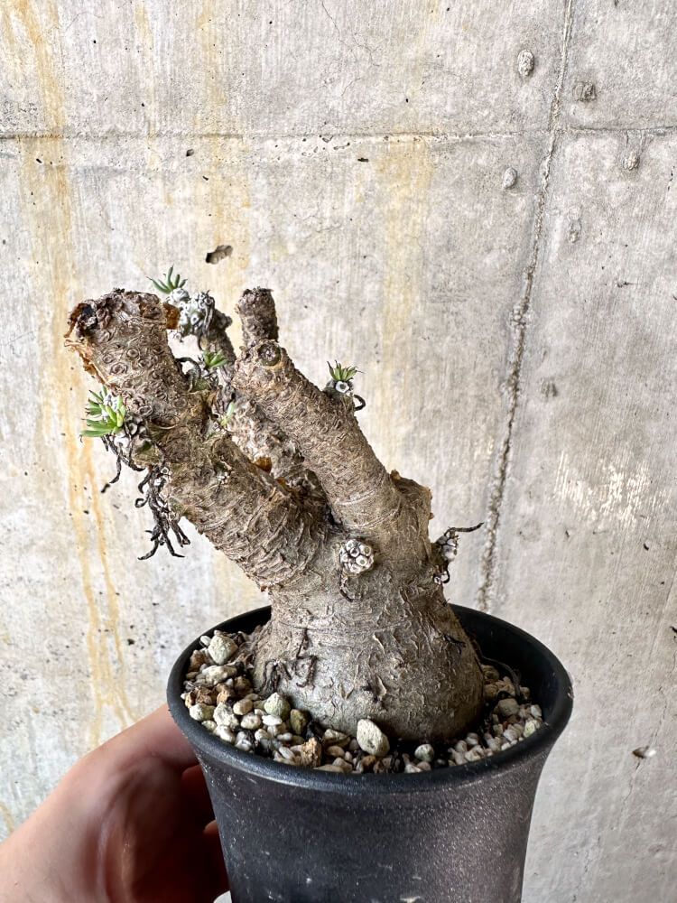 9237 「塊根植物」ケラリア ピグマエア 抜き苗【最新到着・多肉 9237 「塊根植物」ケラリア ピグマエア 抜き苗【最新到着・多肉