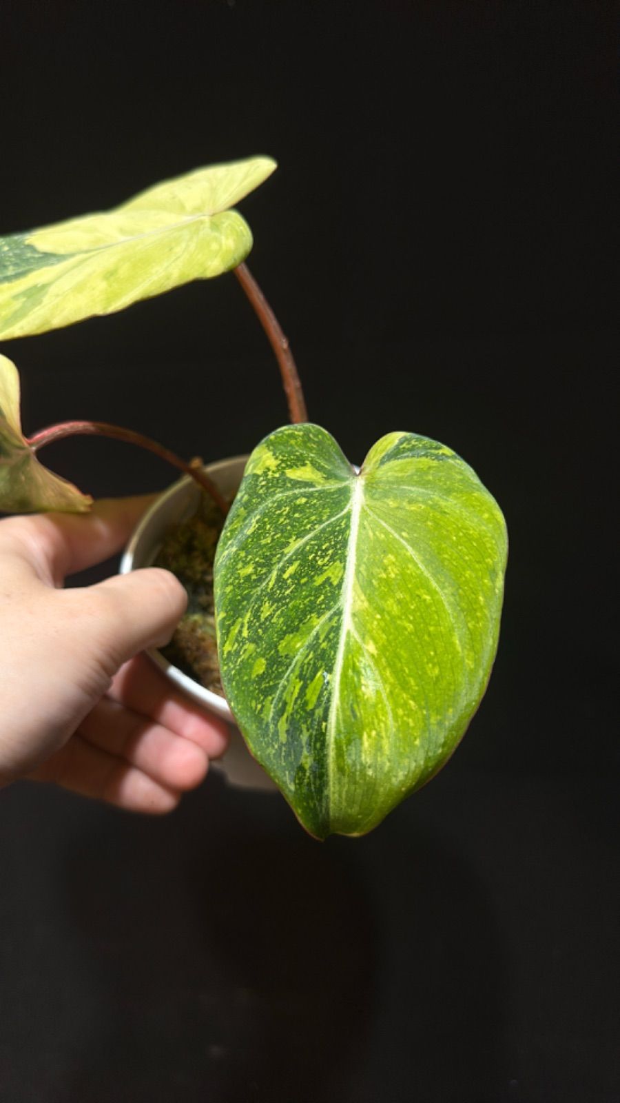 28 フィロデンドロン　グロリオーサム　斑入り　激レア 限定品 レア品種 観葉植物 熱帯植物 フィロデンドロン