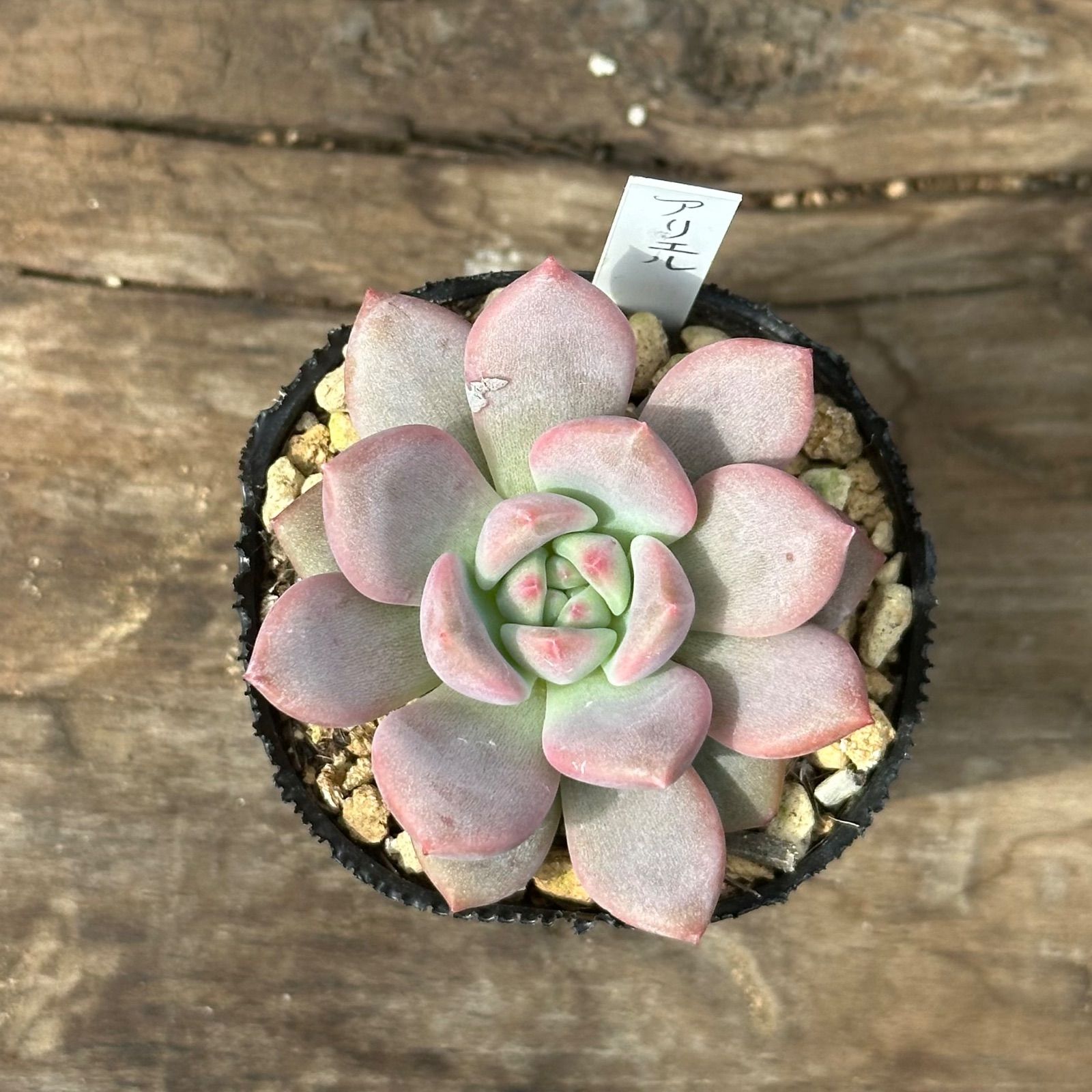 エケベリア多肉植物セット 楽天市場】新年限定記念セット 農園直売 寄せ植え エケベリア属
