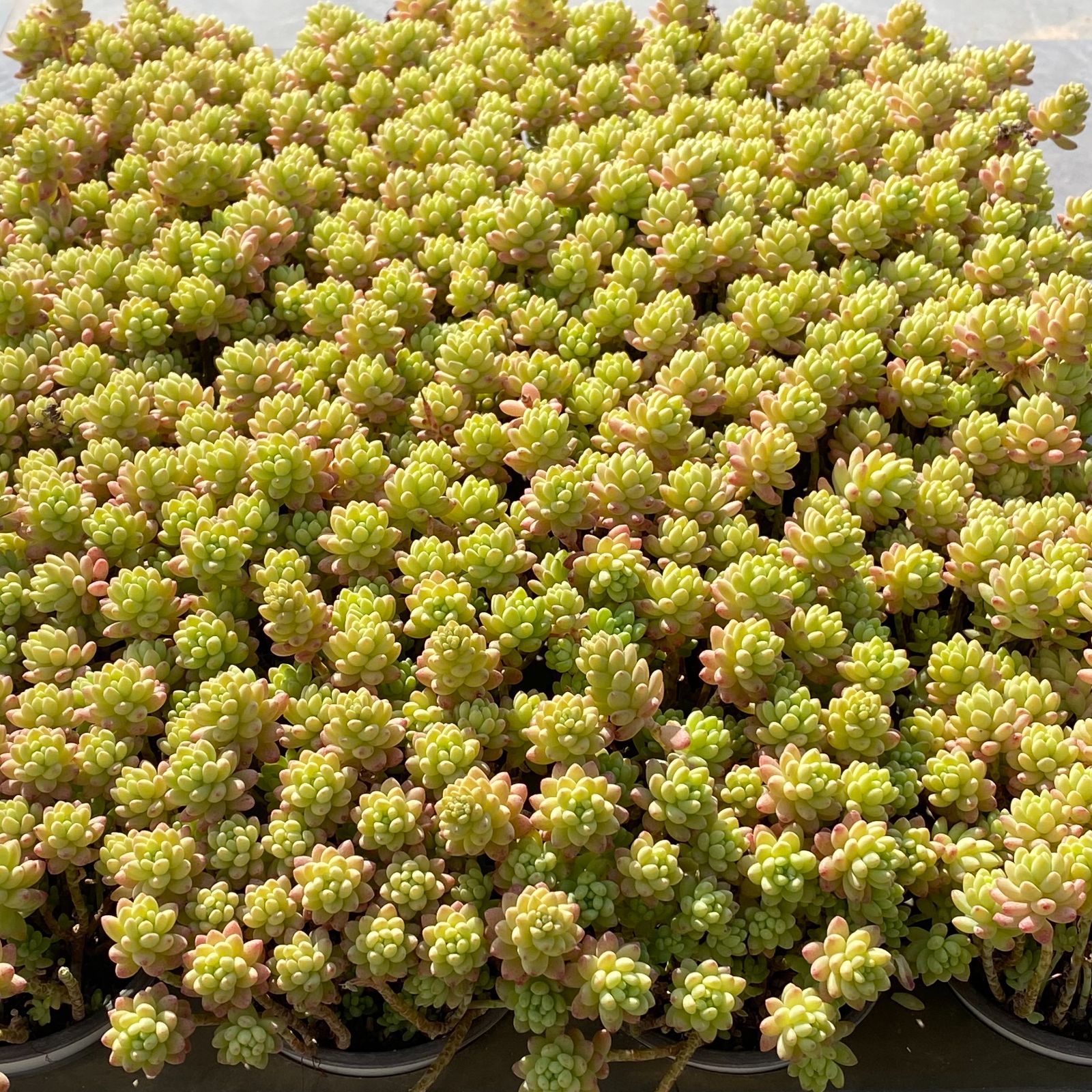 新入荷 好評発売！フォロワー限定 24株 YK546 花丸錦 多肉植物 花 園芸