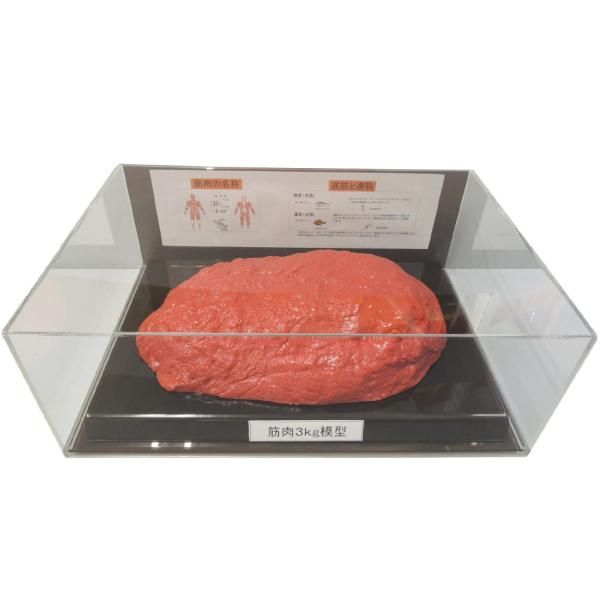 5営業日で発送 com life 筋肉模型フィギュアケース入 3kg IP-988 1379537