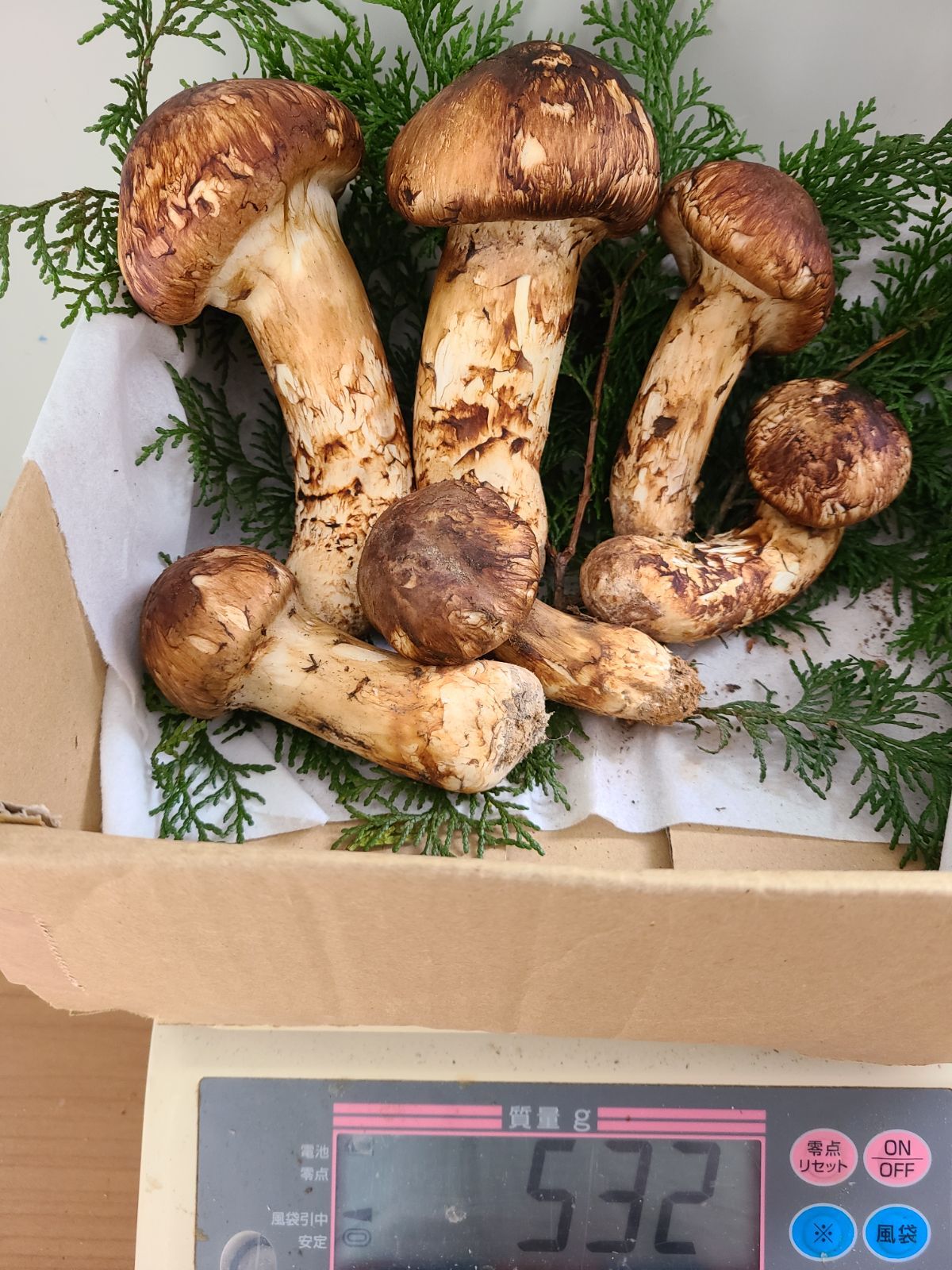 国産 長野県産 上 つぼみ松茸 約520 530g前後 特秀品