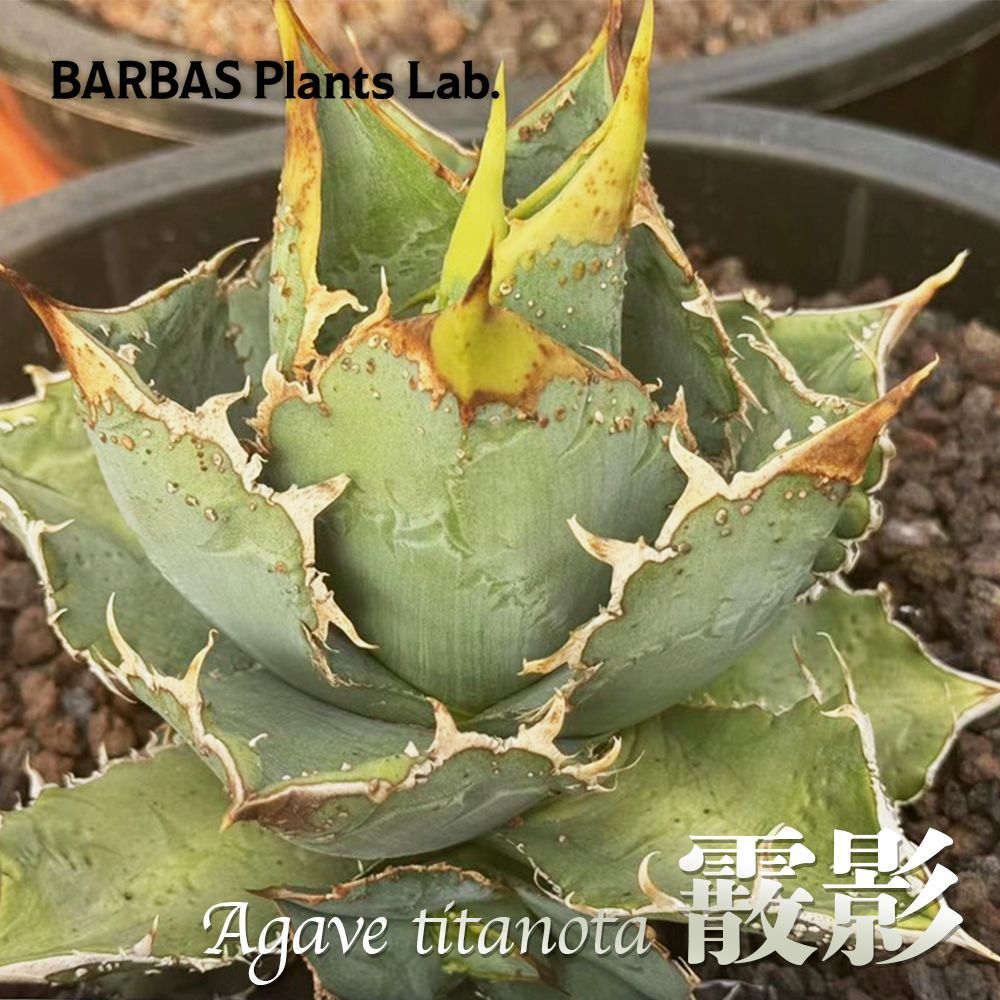 アガベ チタノタ ぶつぶつ系 小株 Agave titanota 【公式通販】