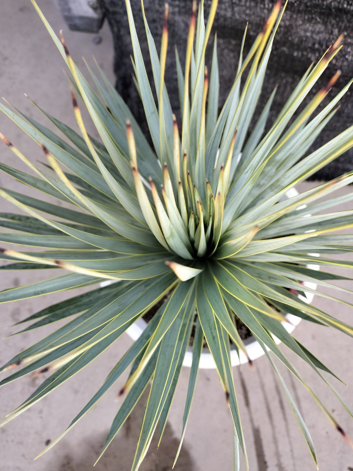 ユッカ ロストラータ A ブルー強め 幹太め