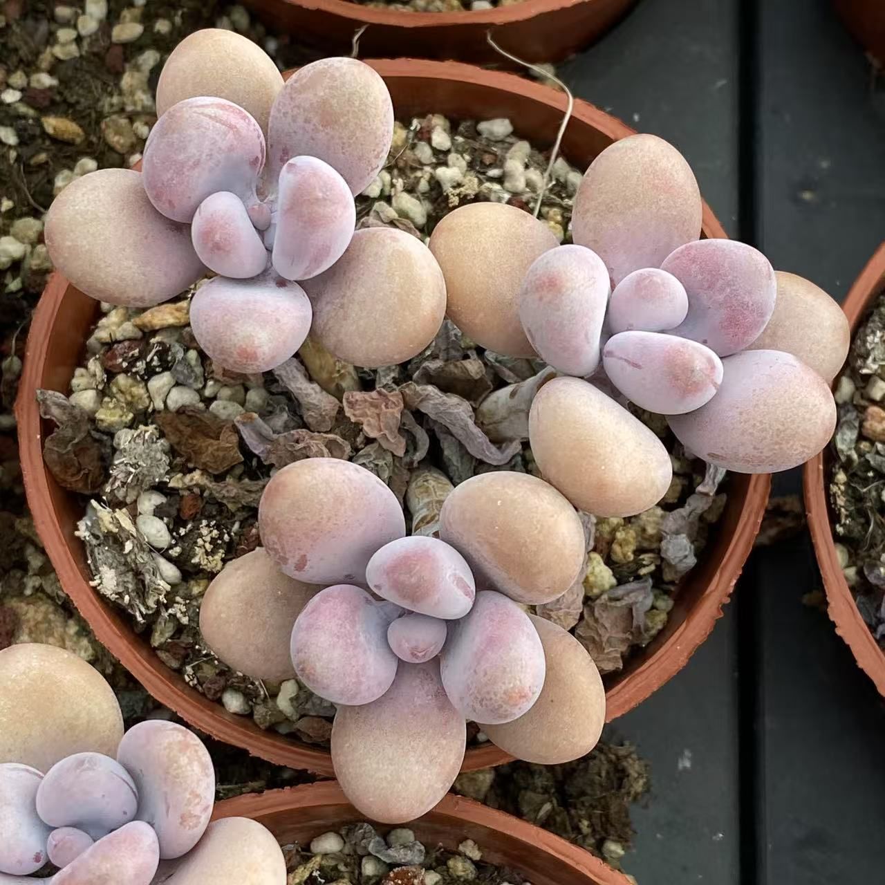 40株の抜き苗セット】ビロード 多肉植物 佐川急便発送 エケベリア 韓国