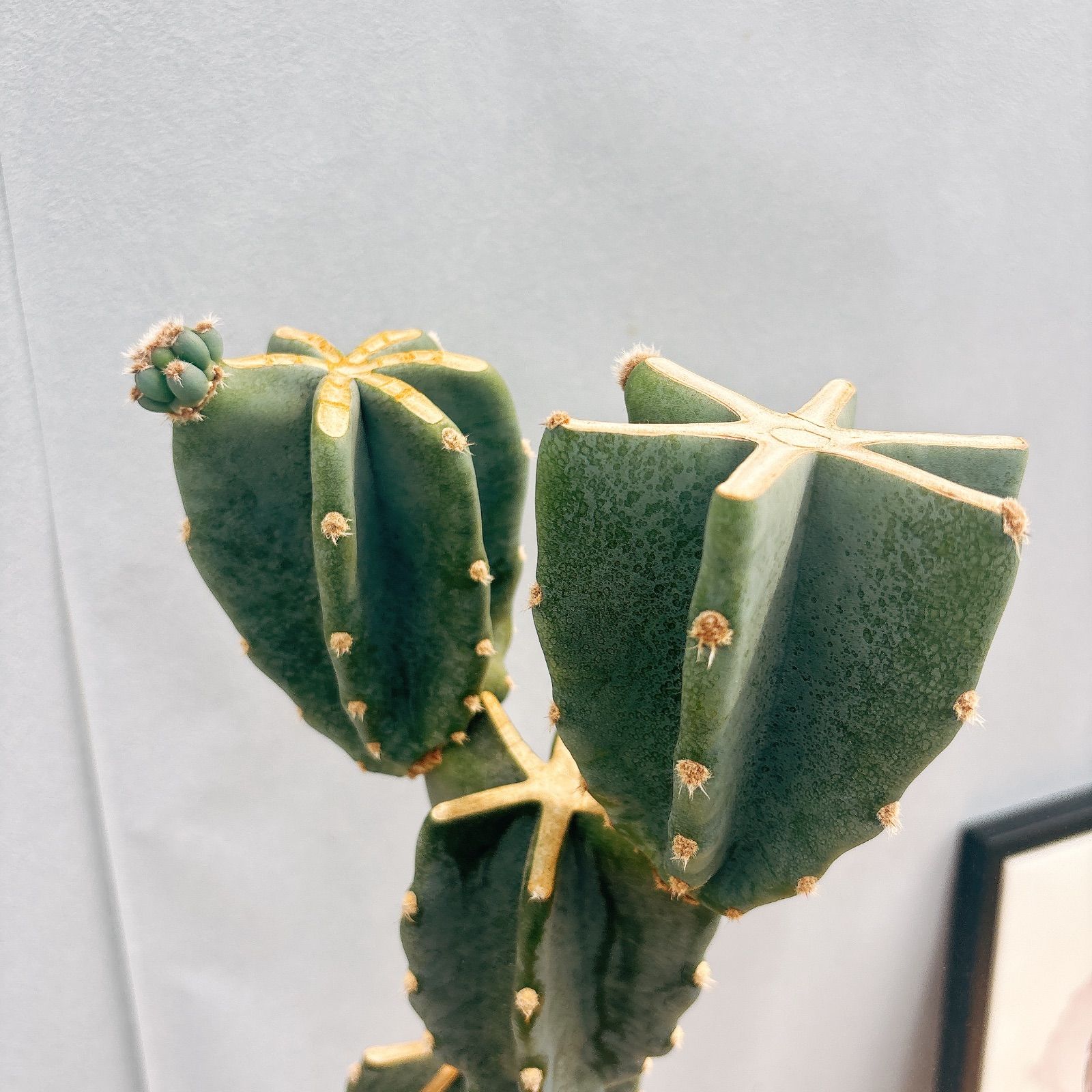 柱サボテン 鬼面角 ブランチ 8号 プラ鉢ごと発送 柱サボテン鬼面角ブランチ仕立て🌵 まさに“生けるアート作品“ですね