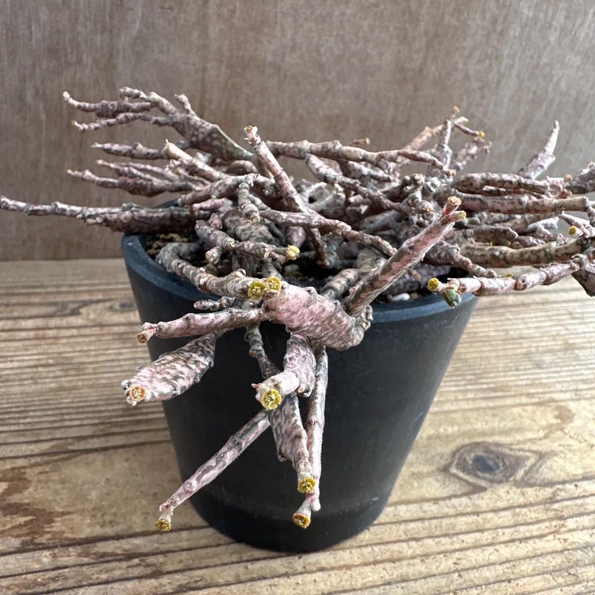 クラビゲラ 発根済 M35 ユーフォルビア 塊根植物 多肉植物 コーデックス ユーフォルビア プラティクラダ 塊根植物 多肉植物 コーデックス