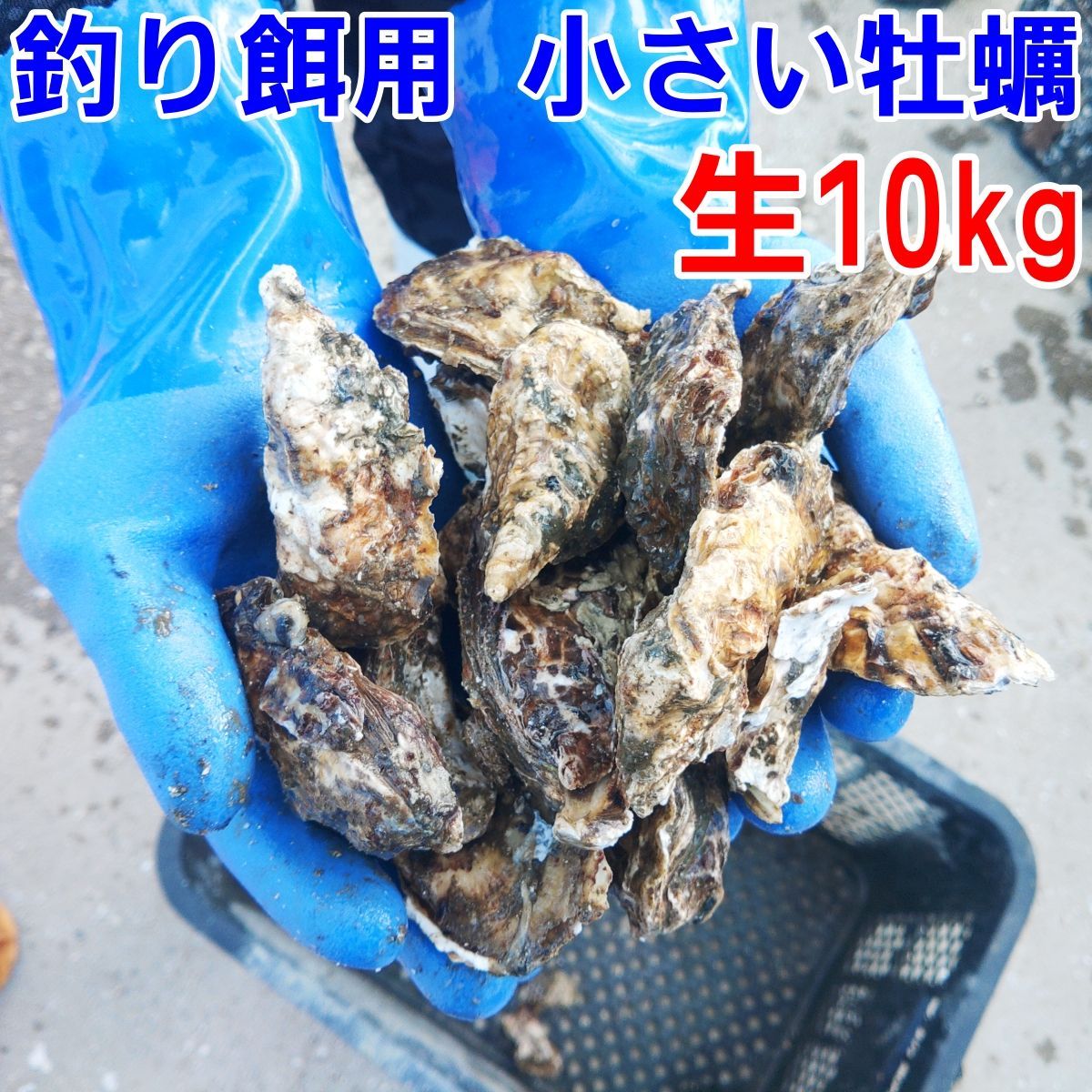 生出荷釣り餌用 １０kg かぶせ釣り 牡蠣 餌用牡蠣 牡蛎 釣りエサ コブダイ つり餌 つりエサ 貝類 貝餌 - メルカリ