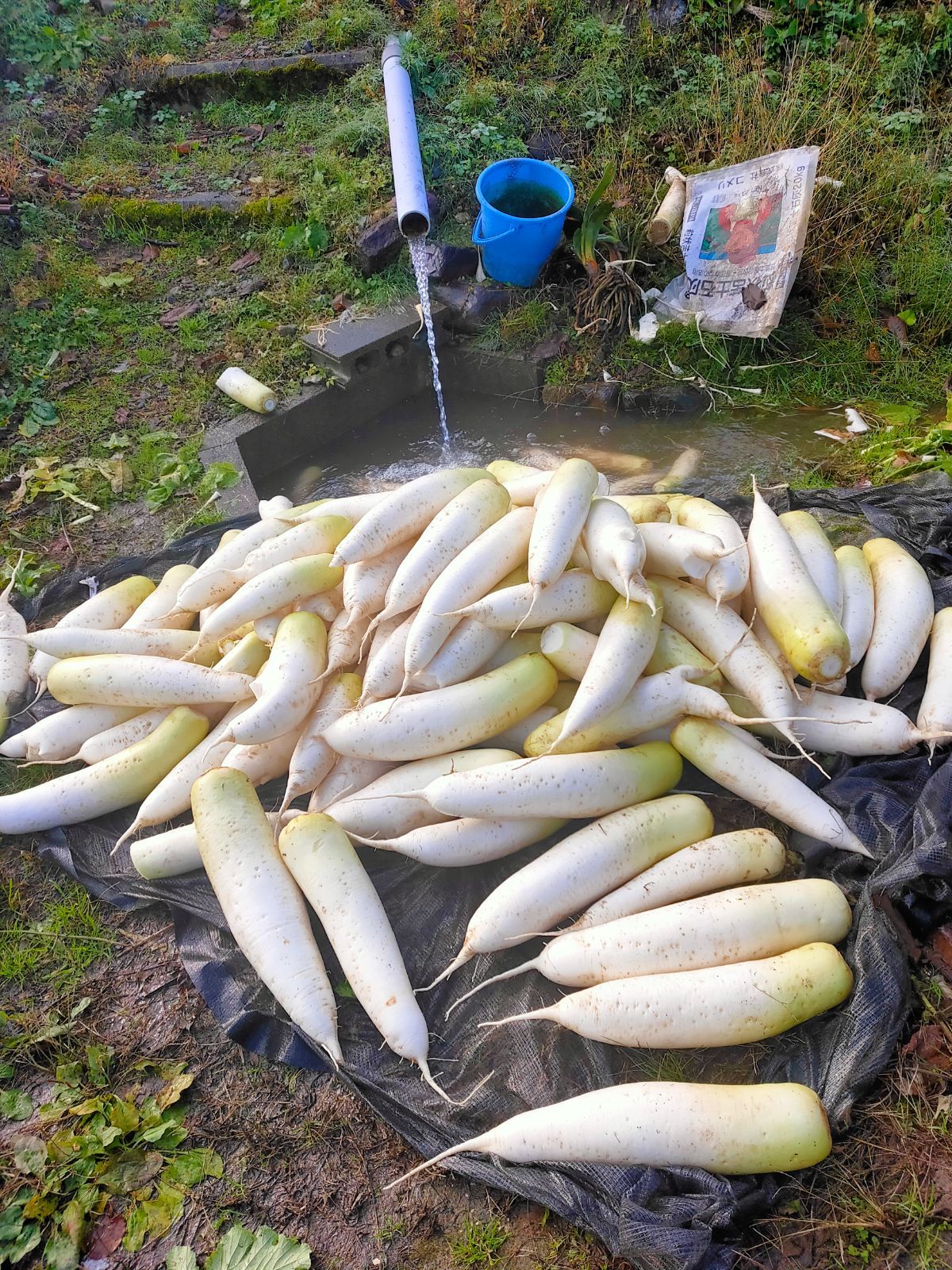 特大大容量！ 秋田県産 自然農法 野菜セット サイズ100以上 - メルカリ