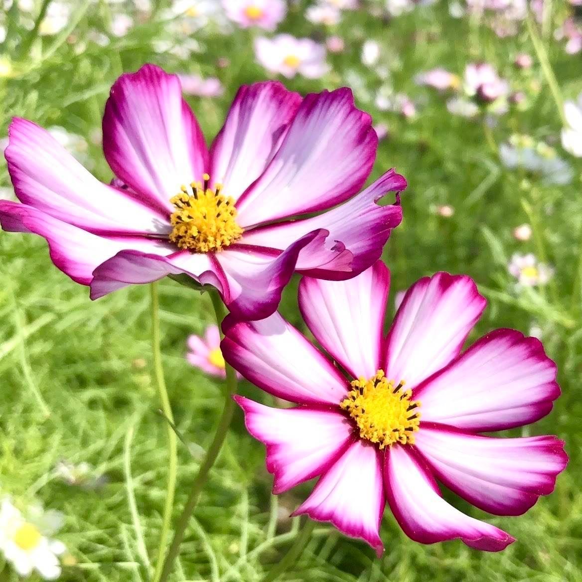 【お花の種】コスモス☆ピコティ 約50粒！ - メルカリ