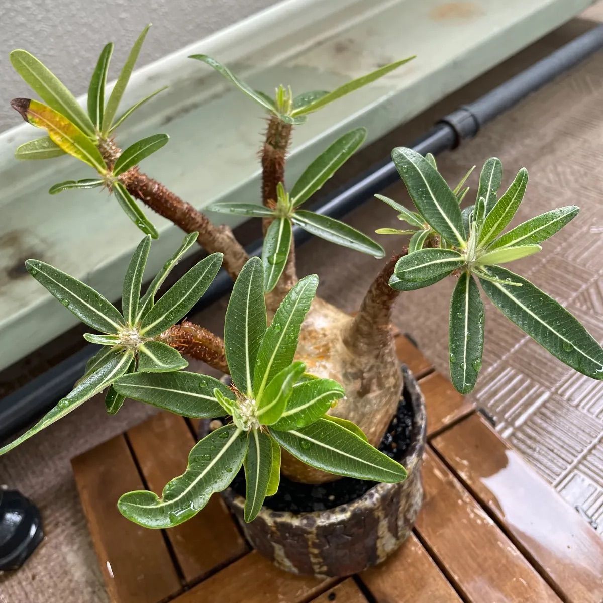 パキポディウム グラキリス 中株 コレクション 冬支度特価