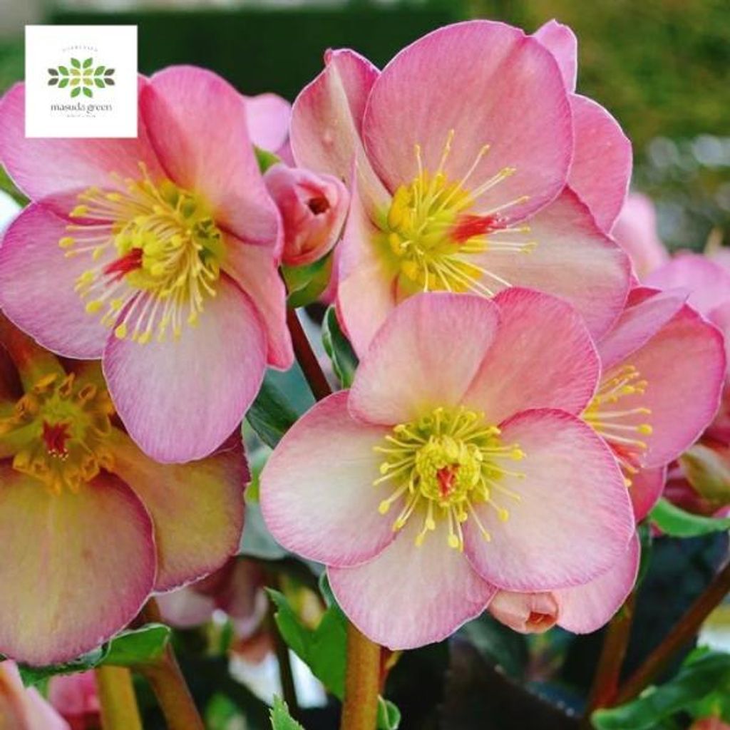 どんぐりアート♡春のメモスタンド3個&リース2個♡ どんぐりアート