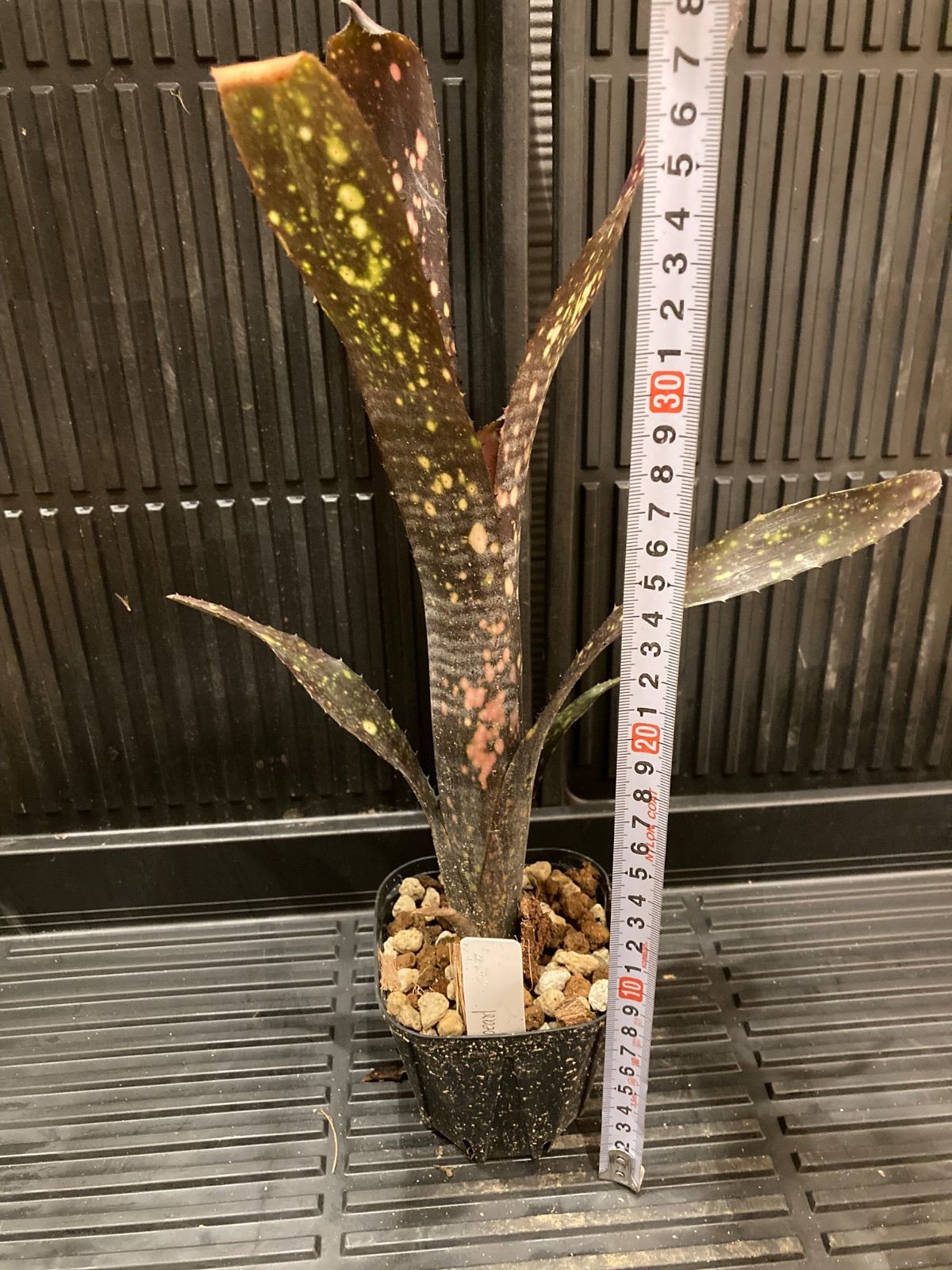 職人手作りの天然牛革収納トレイ —ひすいのような緑