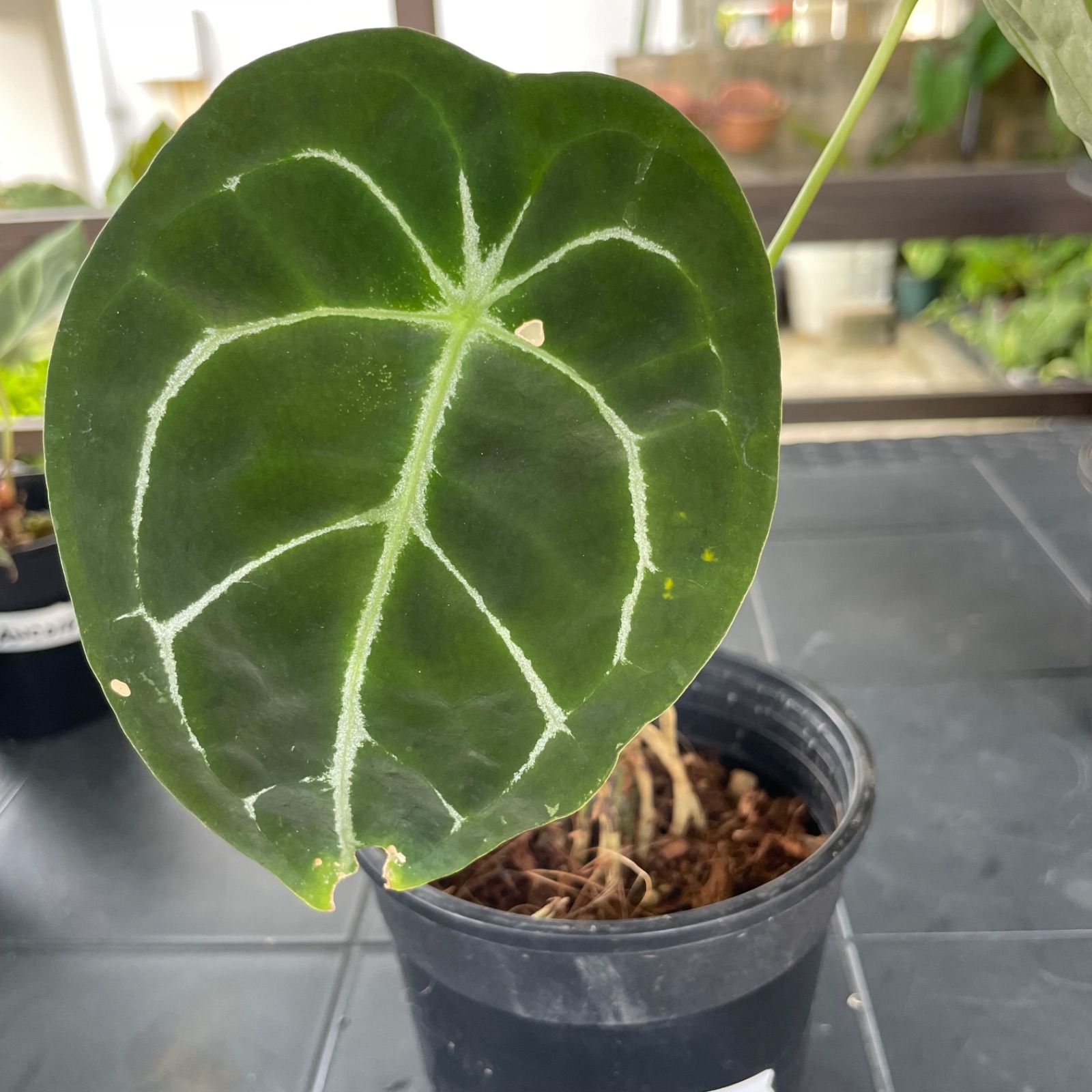 なおぞう様専用】 アンスリウム フォルゲッティ Anthurium