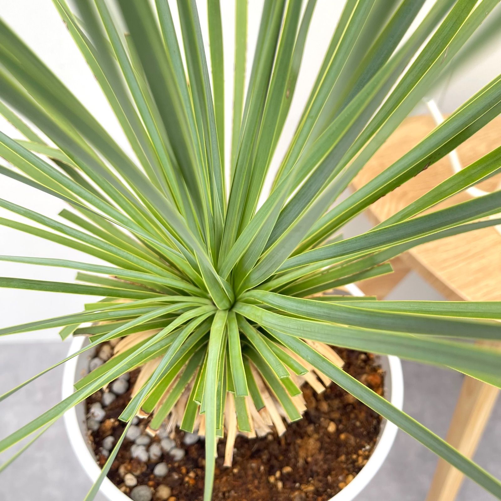 ユッカ ロストラータ