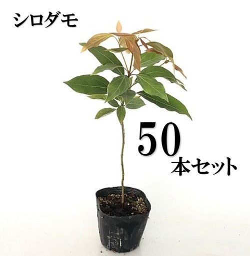 50本セット シロダモ樹高0.3m前後10.5cmポット
