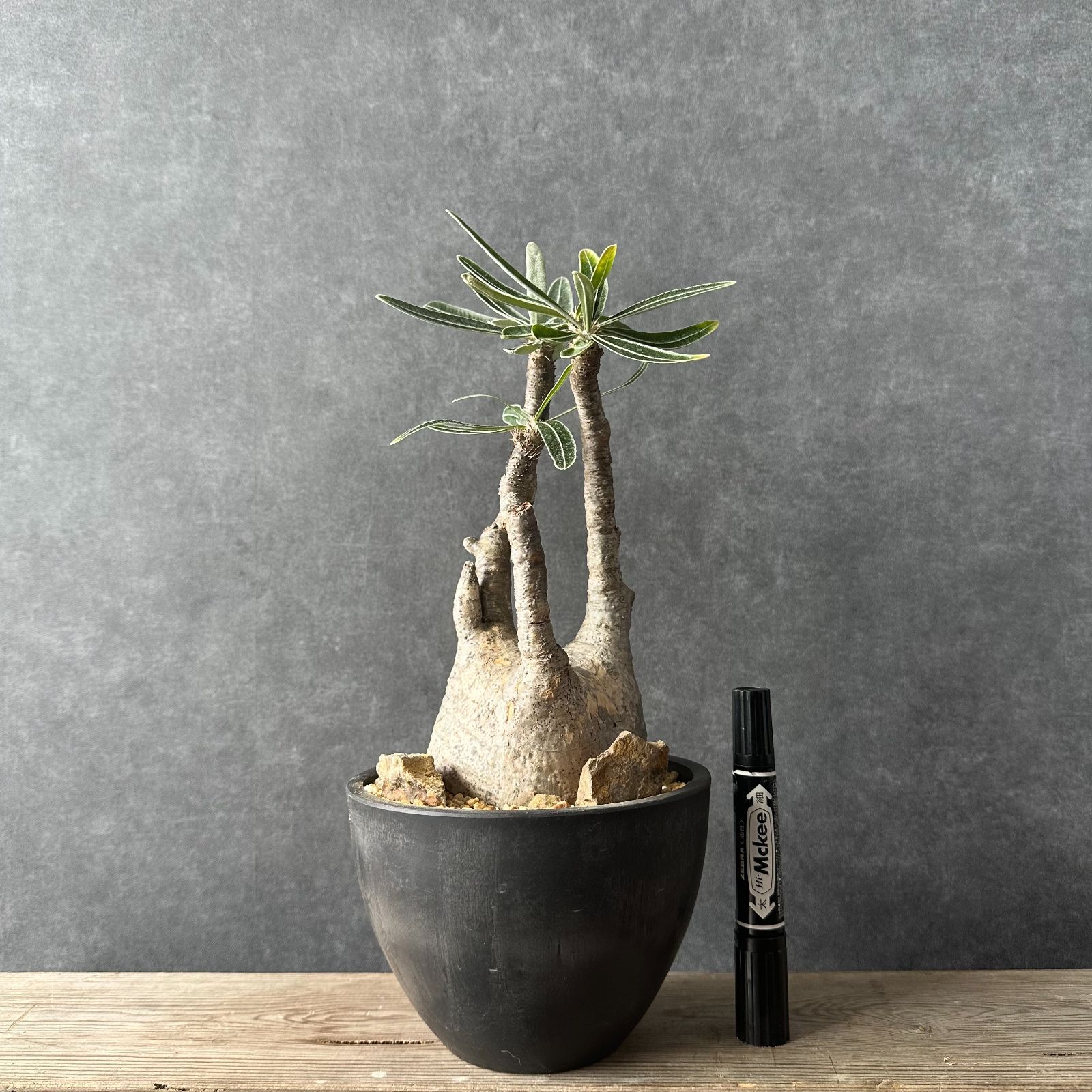 人気⭐︎パキポディウム・グラキリス ハビタット スタイル 人気