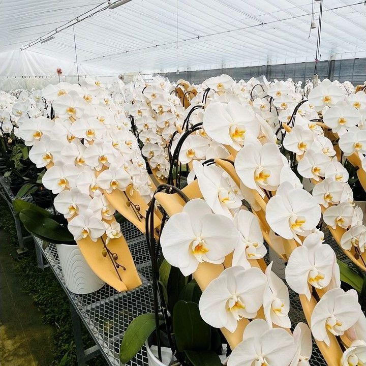 大輪胡蝶蘭白５本立|花びらに黒い斑点