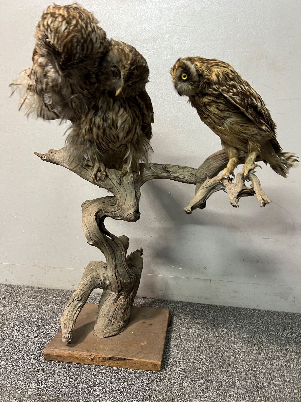 フクロウの剥製 フクロウ・ミミズク | ワシ・タカ・フクロウ | 剥製の製作・直売