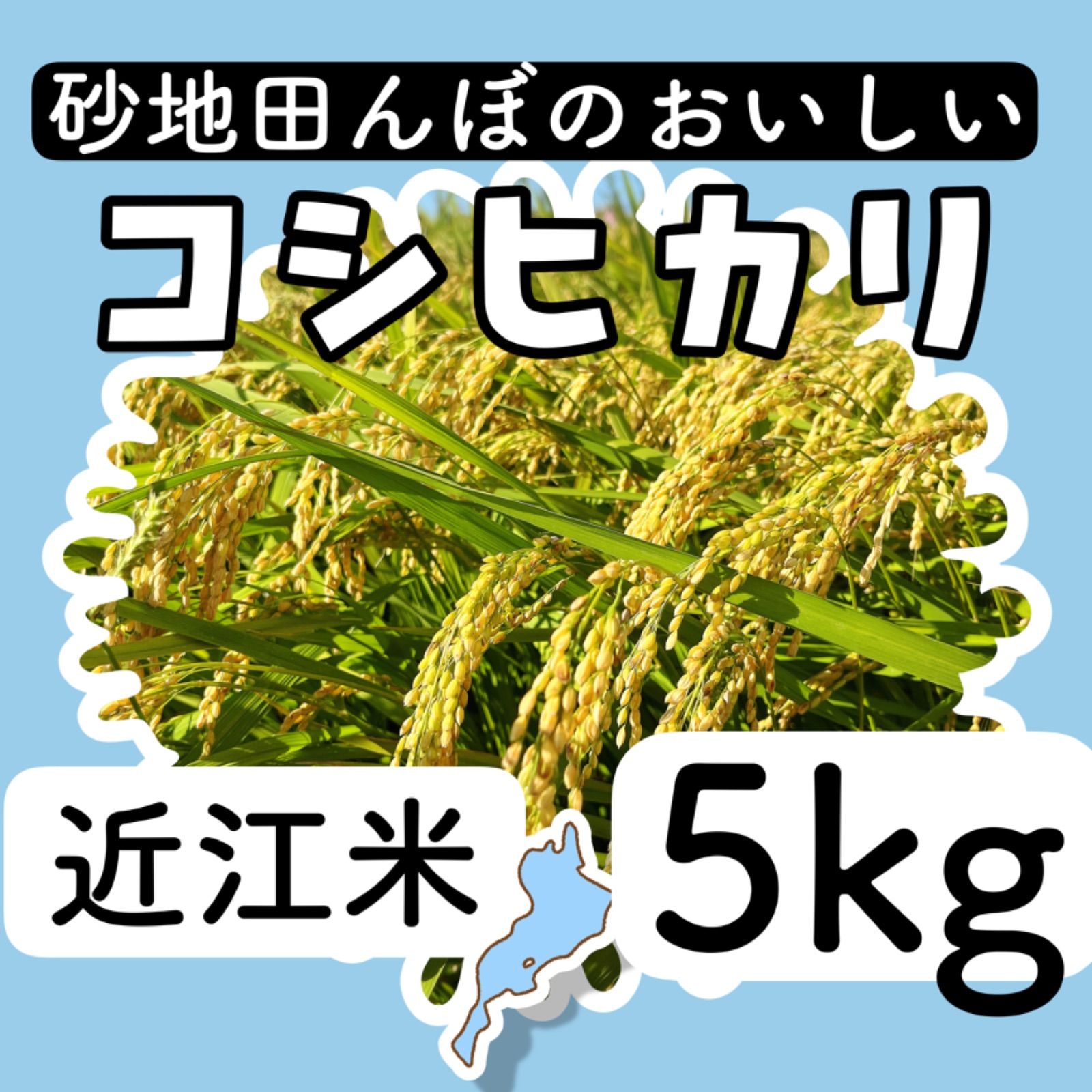 令和5年とれたて新米！近江米コシヒカリ5kg - せいちゃんちのお米