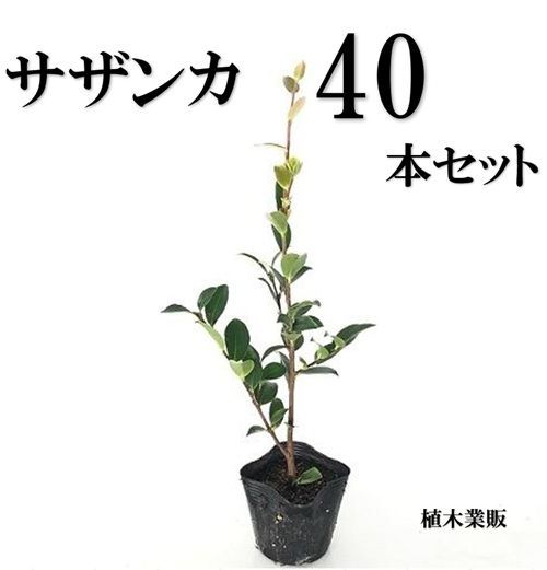 40本セット サザンカ樹高0.3m前後10.5cmポット