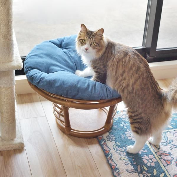 猫 ネコ