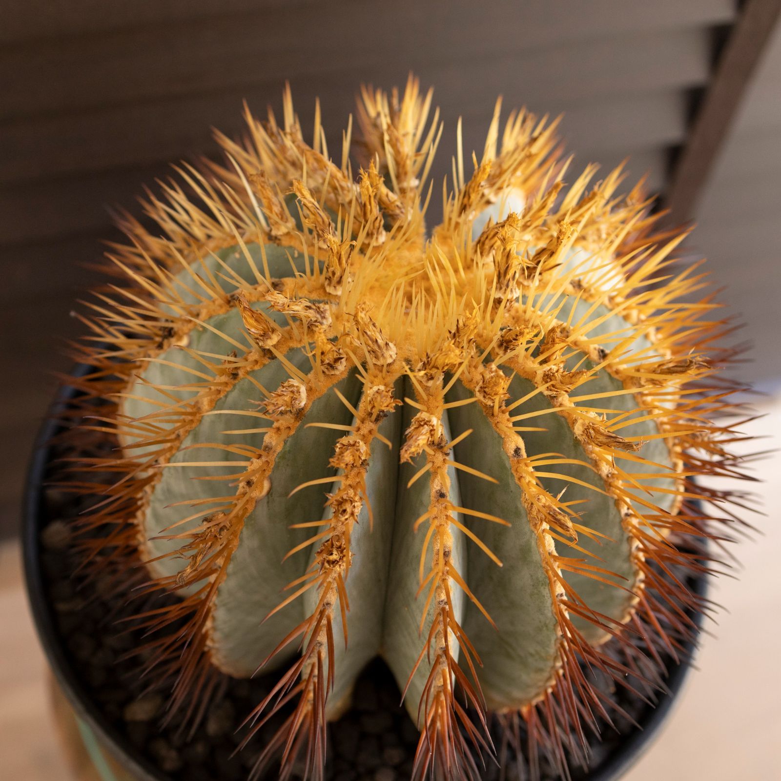 1フェロカクタス王冠竜錦◇斑入りドライガーデン多肉サボテン島アガベ